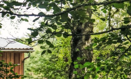 G-Wilderness Cabin 2