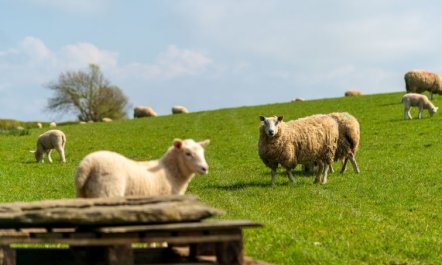 Lodge 4 - Hot Tub Lodge 4