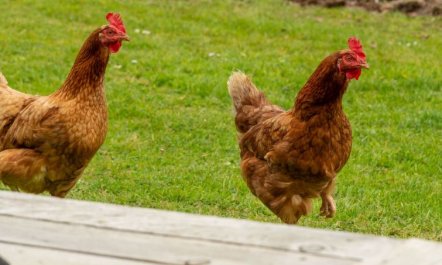 Lodge 4 - Hot Tub Lodge 7