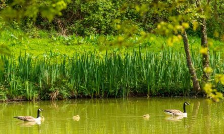 Lodge 6 - Hot Tub Lodge 4