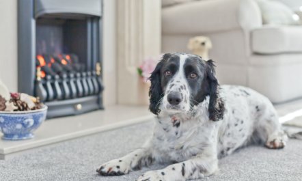 Lake District Coastal Cottage 6