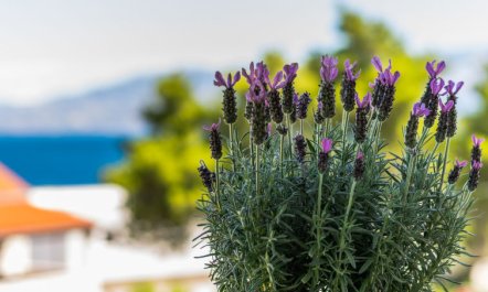 Villa 2 Pools Apartment 4 7