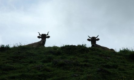 Bärgchutzli Parterre 5