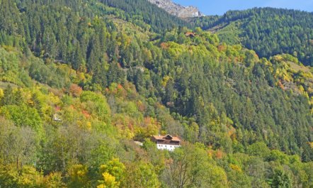 David am Buchhammerhof 4