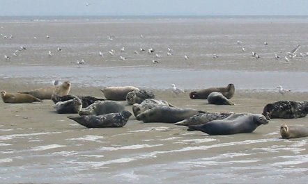 Wiringherlant Holiday Home 2 4