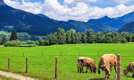 Wohnung Garten 2 Seeblick Apartment 6 1
