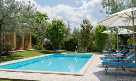 Olive Grove Sabina 2