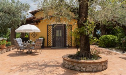 Olive Grove Sabina 1