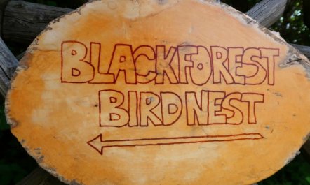 Blackforest Birdnest 5