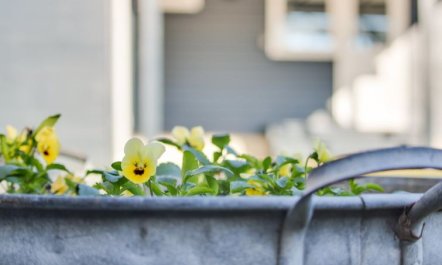 'Shaya' - 500m from the sea 2