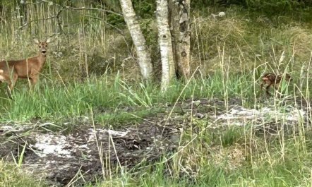 'Thorbiorn' -  from the sea 7