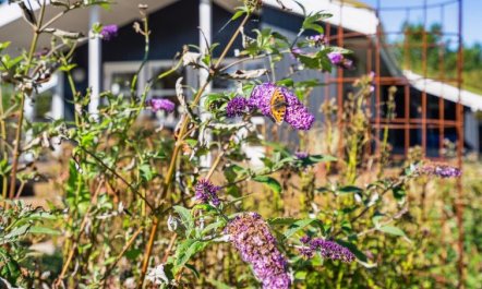 'Ofelia' - 2.5km from the sea 6