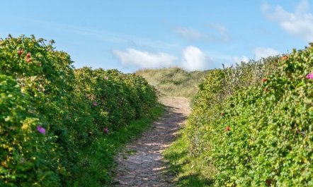 'Anne' - 100m from the sea 7