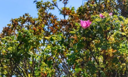 'Edmer' - 50m from the sea 3