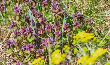 'Danica' - 175m from the sea 4