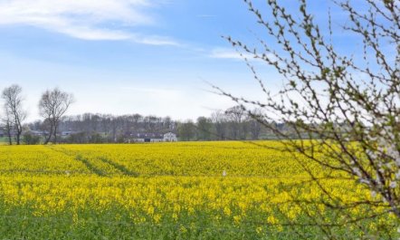 'Malfred' - 500m from the sea 1