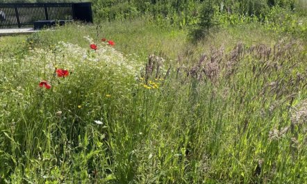 'Anelle' - 500m from the sea 3