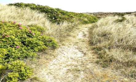 'Carelle' - 300m from the sea 3