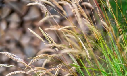 'Karlene' - 300m from the sea 1