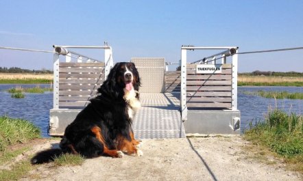 'Elis' - 90m to the fjord 7