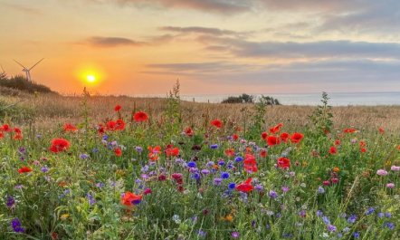 'Alkmar' - 75m from the sea 3