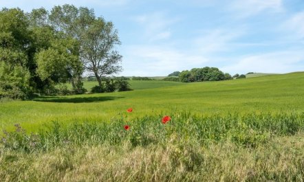 'Bitha' - 400m from the sea 2