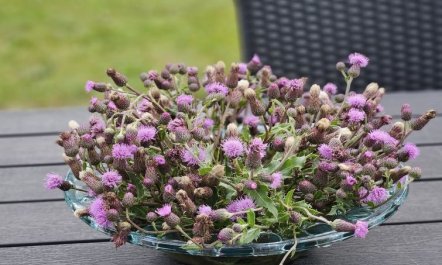 'Matthis' - 500m to the fjord 1