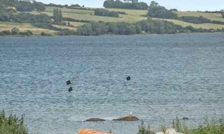 'Elain' -  from the sea 3