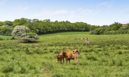 'Sigbritt' - 100m from the sea 7