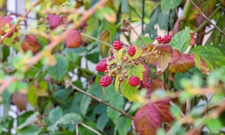 'Kalli' - 100m from the sea 6