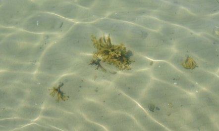 'Kalv' - 75m from the sea 5