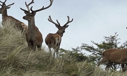 'Nashota' - 700m from the sea 1