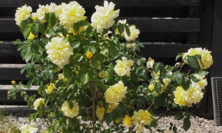 'Hortensia' - 350m from the sea 2