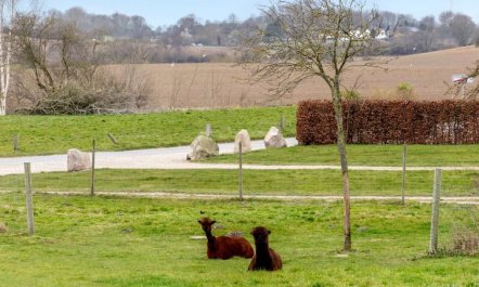 'Aloisia' - 300m from the sea 1