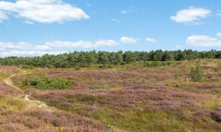 'Anarosa' - 200m from the sea 4