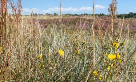 'Anarosa' - 200m from the sea 2