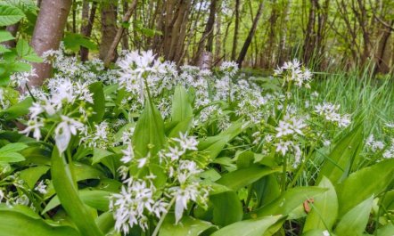 'Andri' - 1.5km from the sea 1