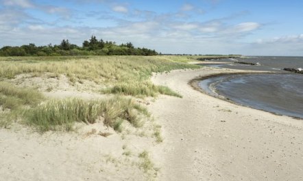 'Lottje' - 300m from the sea 4