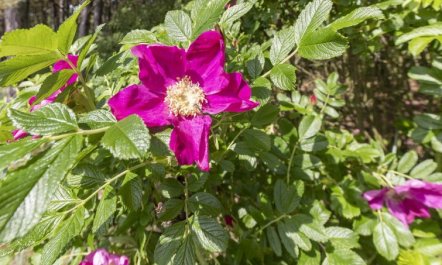 'Friis' - 200m from the sea 2