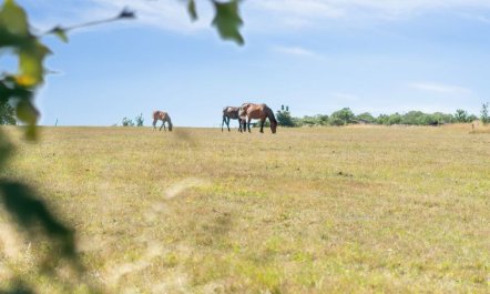 'Cornelia' - 6km from the sea 2