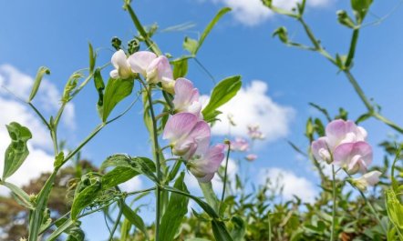 'Detlef' - 200m from the sea 3