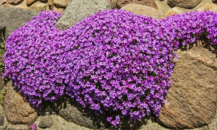 'Detlef' - 200m from the sea 2