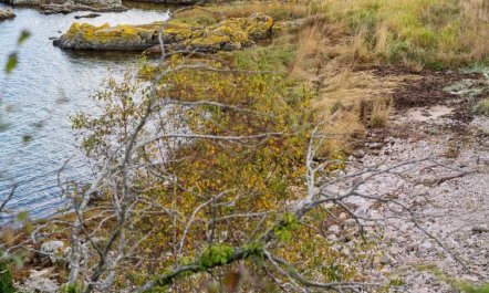 'Caren' - 75m from the sea 4
