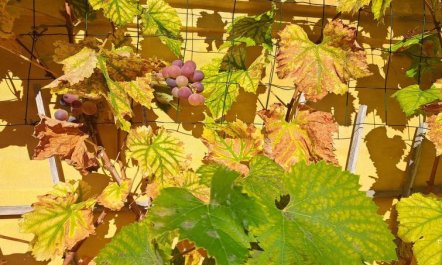 'Amlethus' - 375m from the sea 2