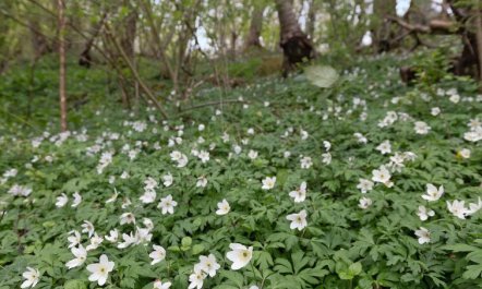 'Ensio' - 150m from the sea 3