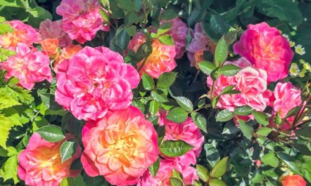 'Marit' - 1.5km from the sea 2