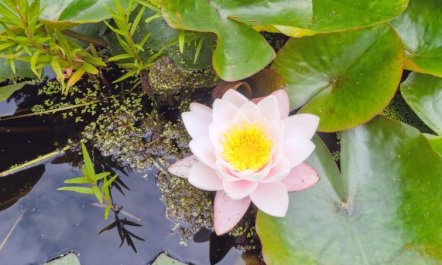 'Randulf' - 250m from the sea 7