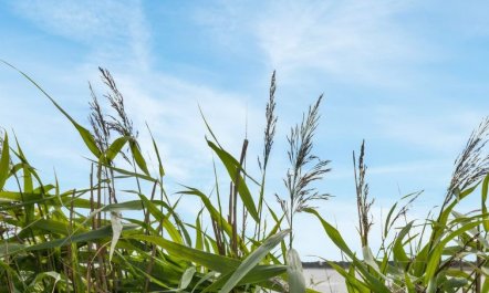 'Julietta' - 50m from the sea 2