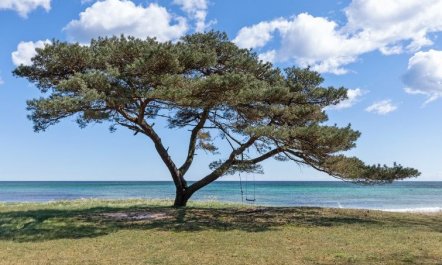 'Botolphus' - 20m from the sea 5