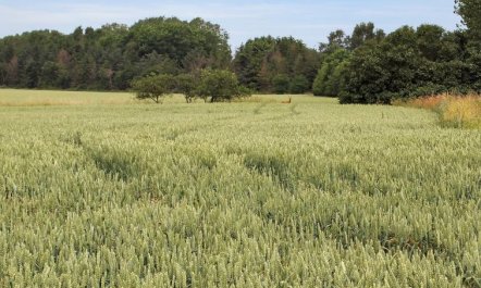 'Jeip' - 400m to the fjord 2